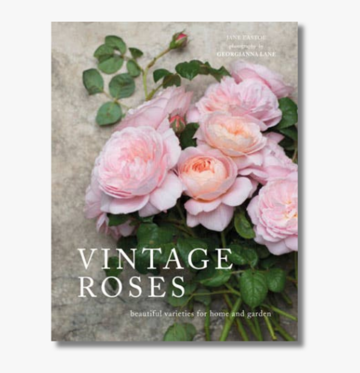 Vintage Roses: Beautiful Varieties for Home & Garden