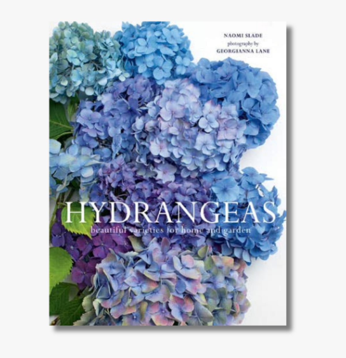 Hydrangeas: Beautiful Varieties for Home & Garden
