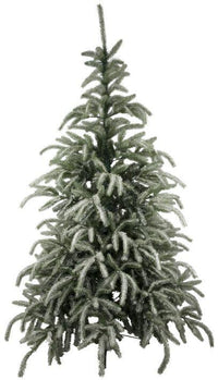 Snow Fir Pine Christmas Tree - 7 Feet