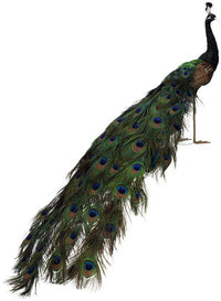 Elegant Peacock - 59 x 18 Inches