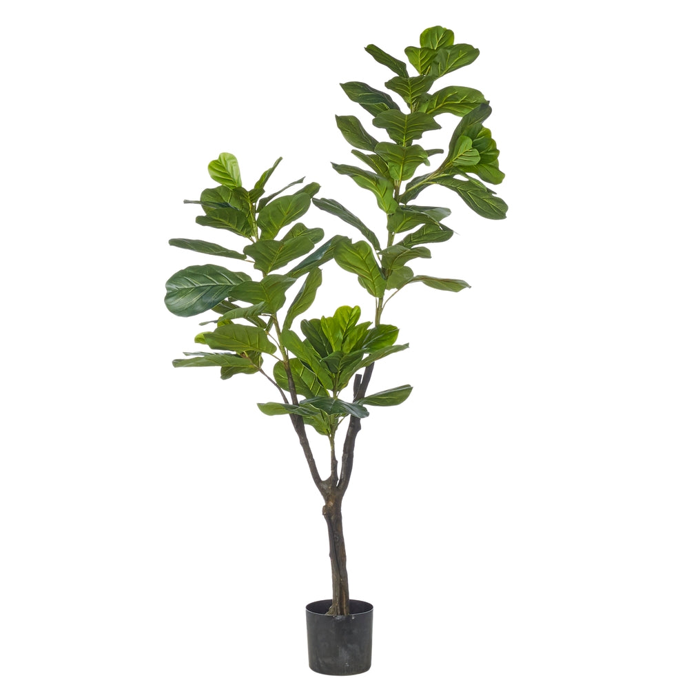 6' Potted Fiddle Leaf Fig Tree