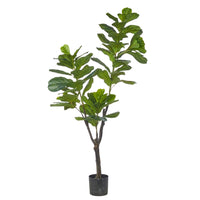 6' Potted Fiddle Leaf Fig Tree