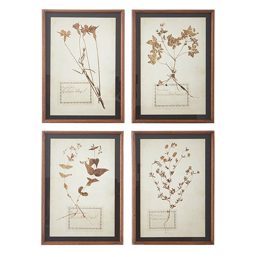 17.5" Botanical Framed Print