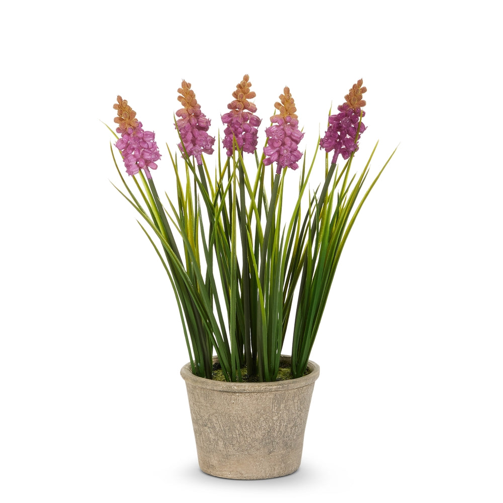 11.5" Potted Purple Grape Hyacinth
