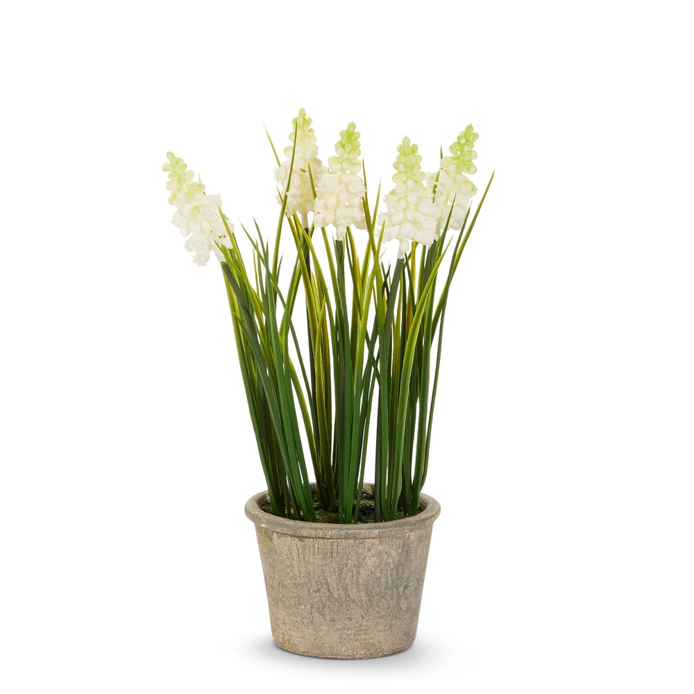 11.5" Potted White Grape Hyacinth