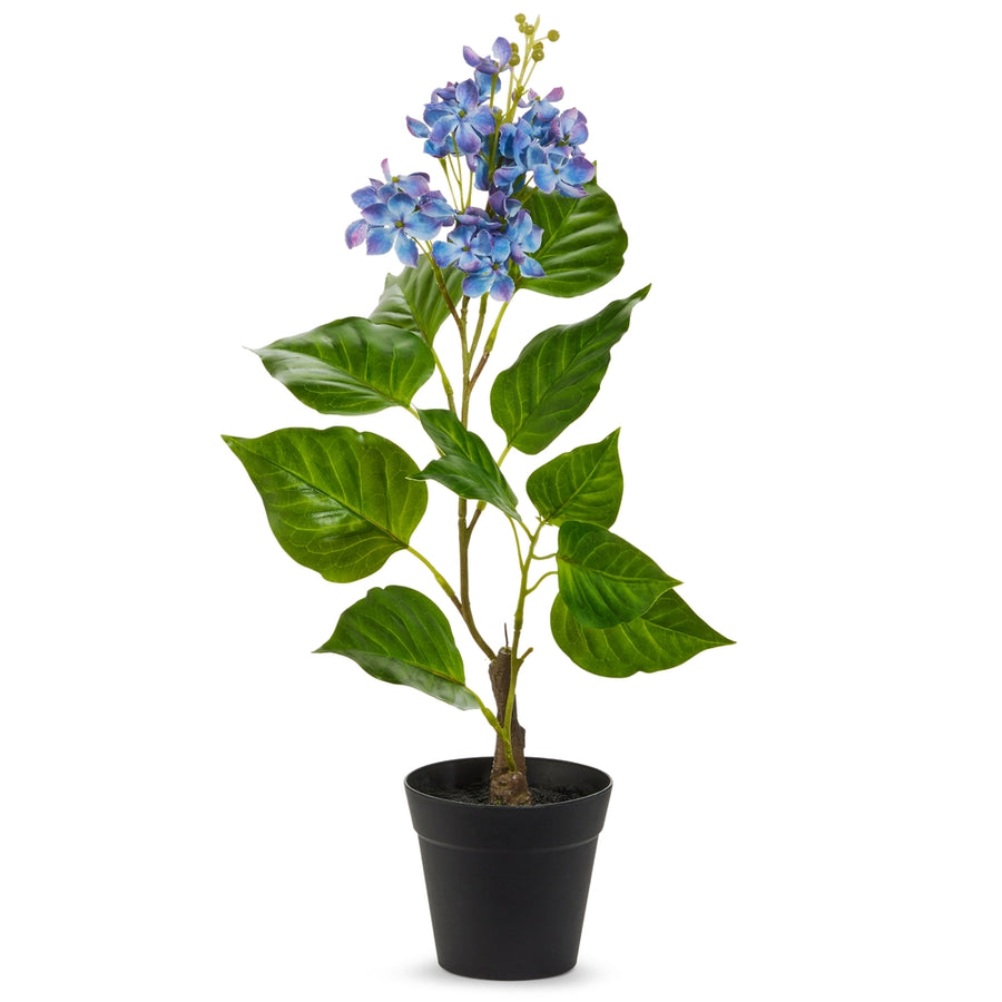 18" Potted Purple Hydrangea