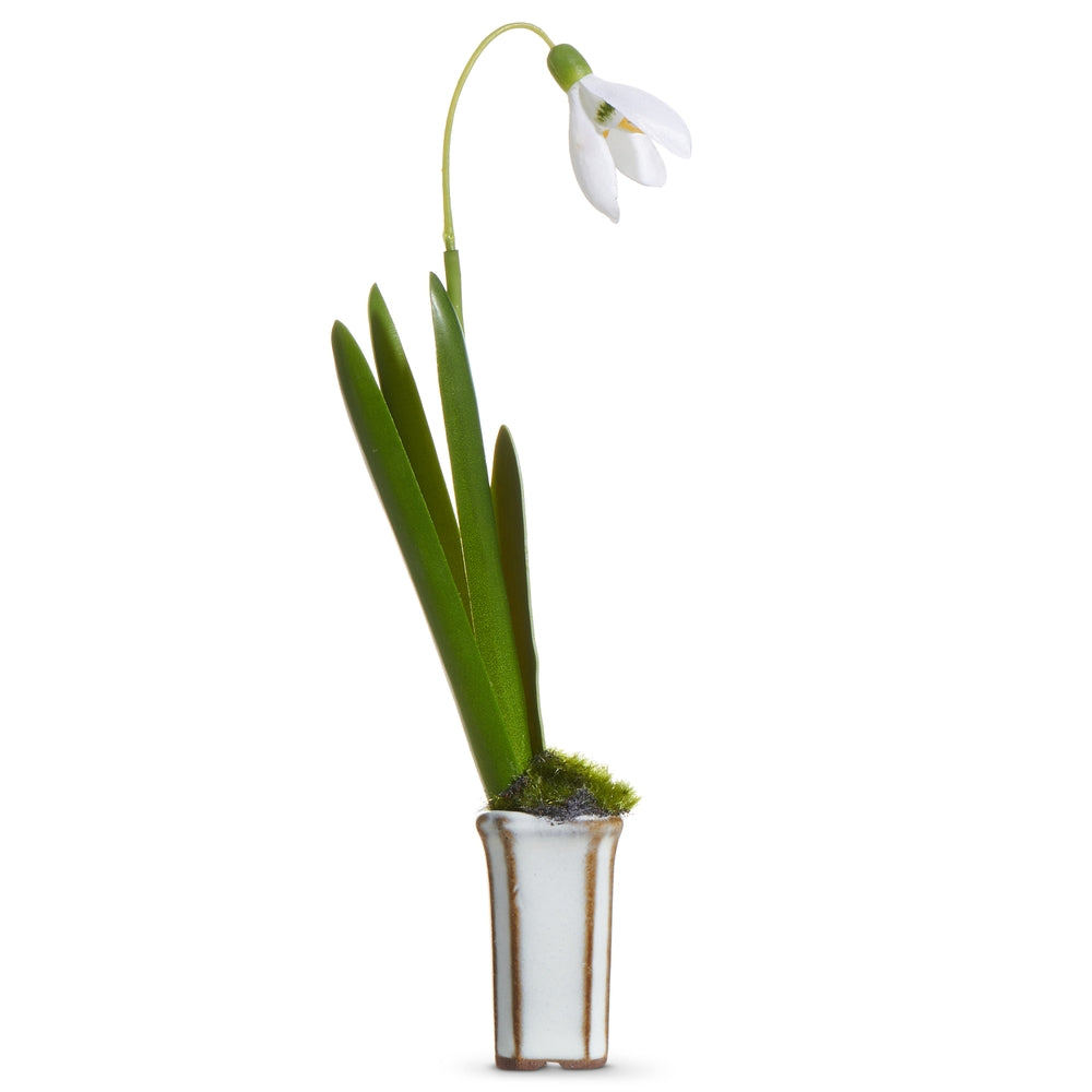 7" Snowdrop in Cachepot