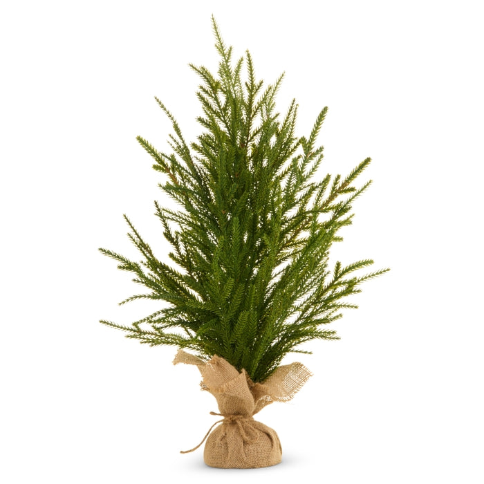 24" Potted Norfolk Pine Tree