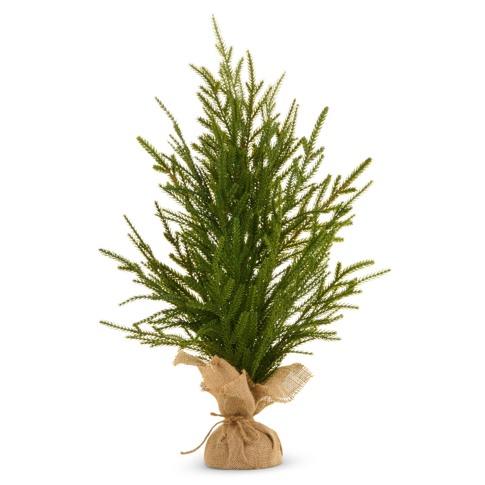 24" Potted Norfolk Pine Tree