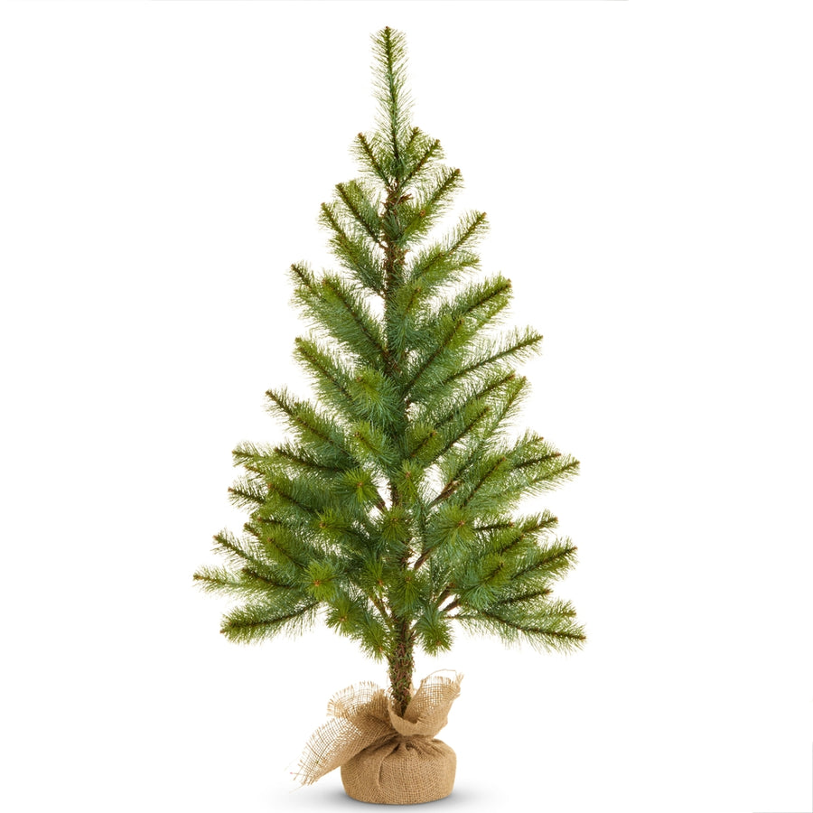 36" Potted Long Needle Pine Tree