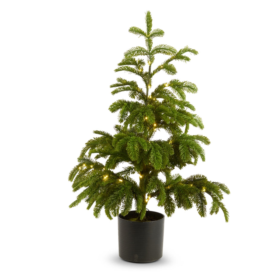 36" Potted Lighted Norfolk Pine Tree