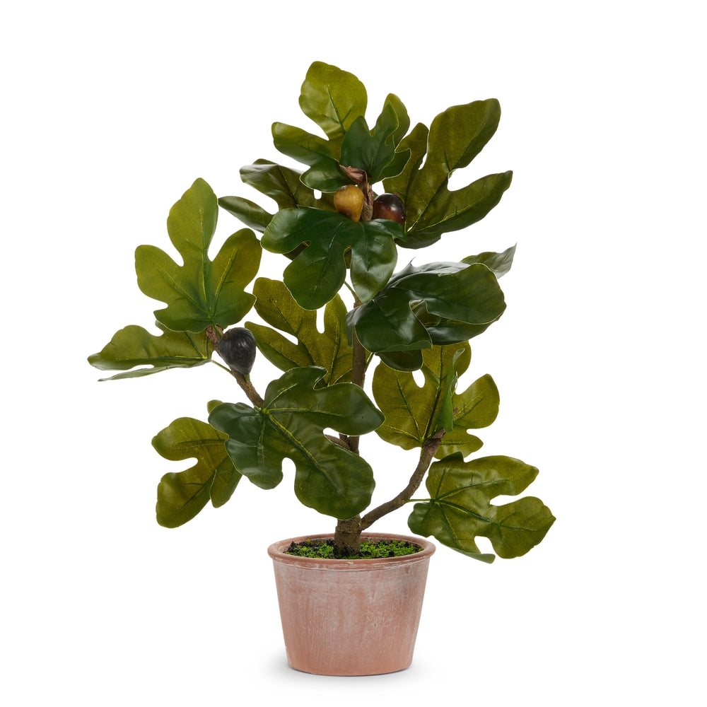 18.5" Potted Fig Plant