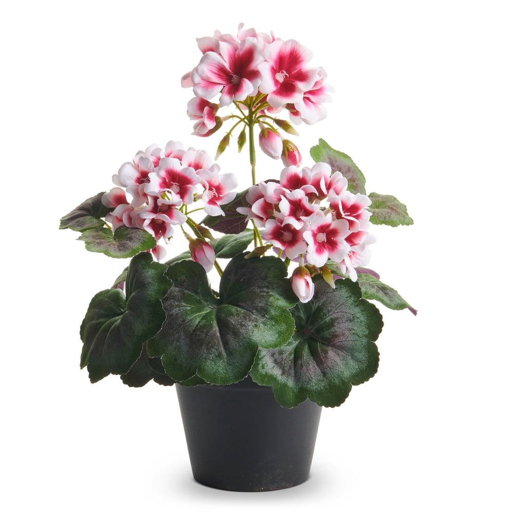 12" Pink Regal Potted Geranium