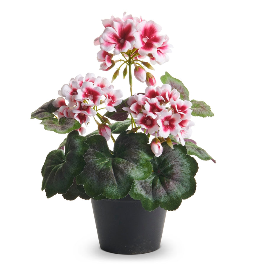 12" Pink Regal Potted Geranium