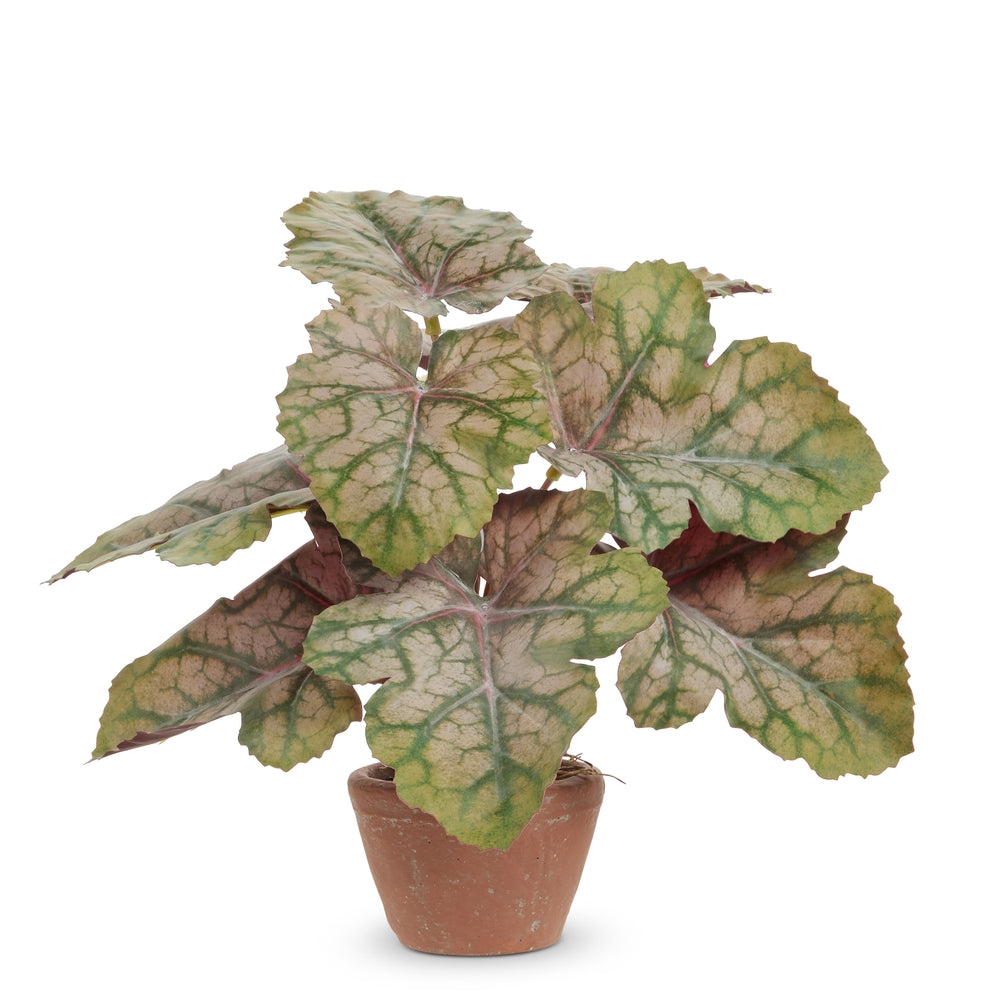 12" Potted Heuchera
