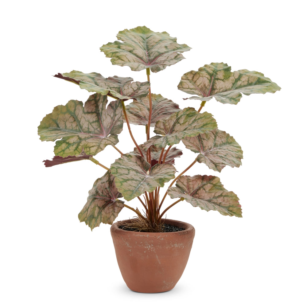 13.5" Potted Heuchera