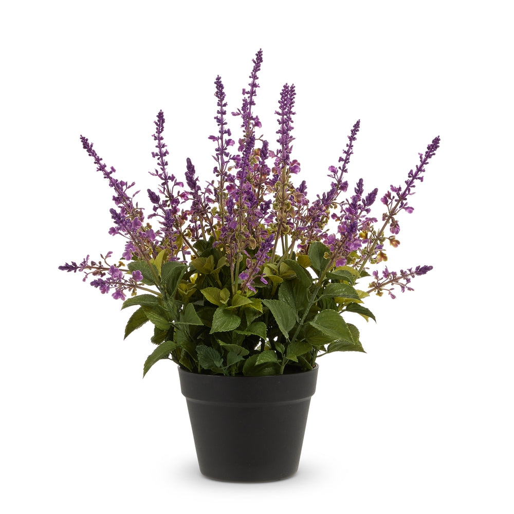 21.25" Potted Purple Salvia Plant