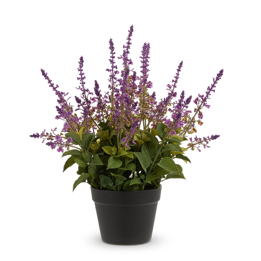 21.25" Potted Purple Salvia Plant
