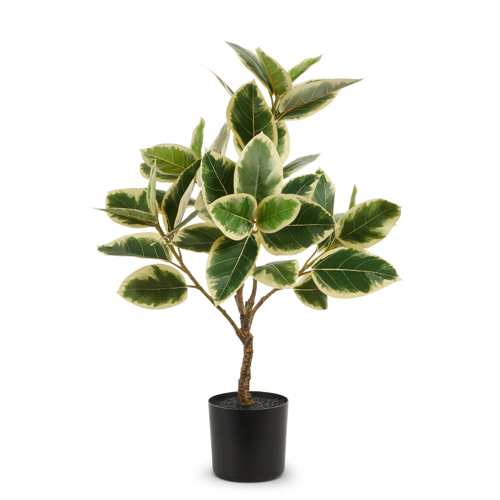 26.5" Potted Variegated Pittosporum Plant