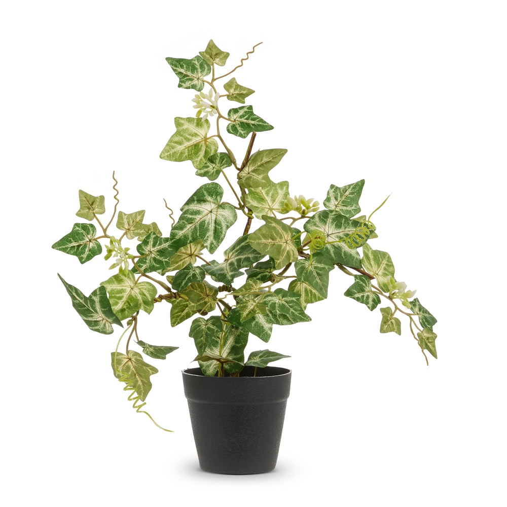 13.5" Potted Variegated Ivy Plant
