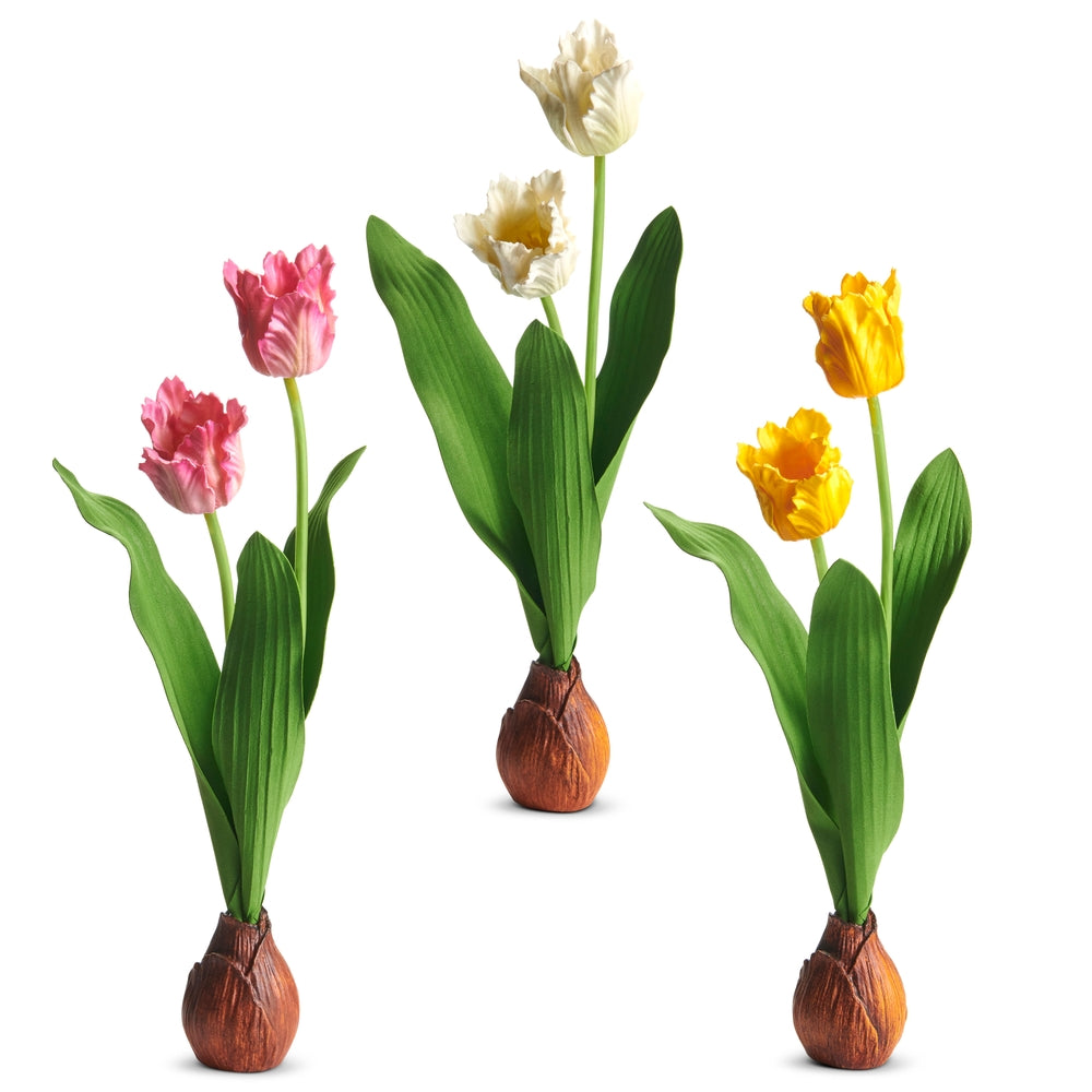 13" Cream Parrot Tulip Bulb