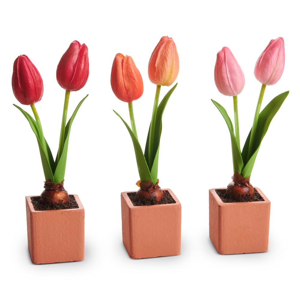 8" Potted Tulip Bulb