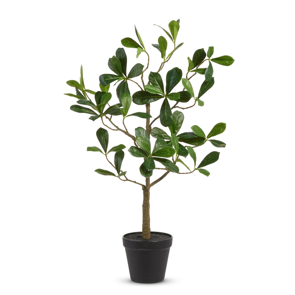 26" Potted Umbrella Tree
