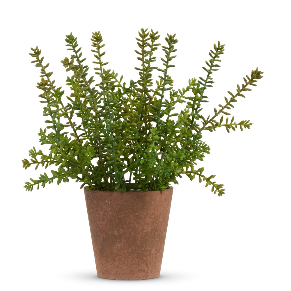 13" Potted Vining Succulents