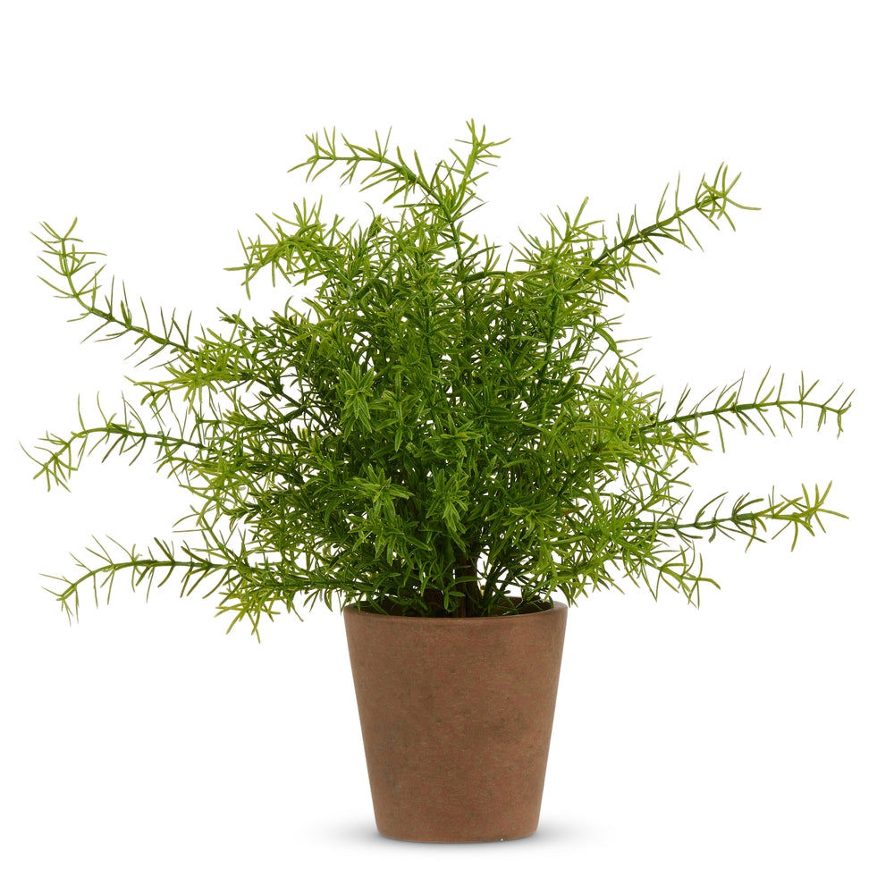 15.5" Potted Asparagus Fern