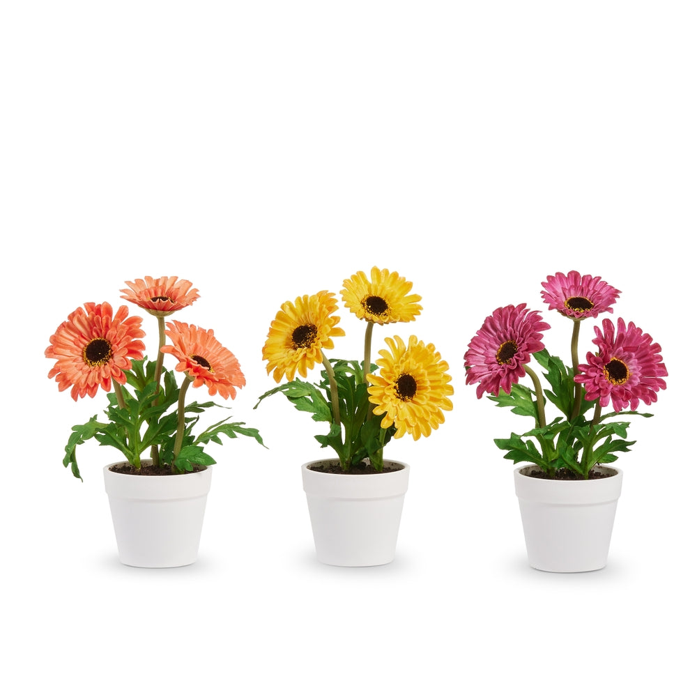 8" Bright Color Potted Gerbera Daisies