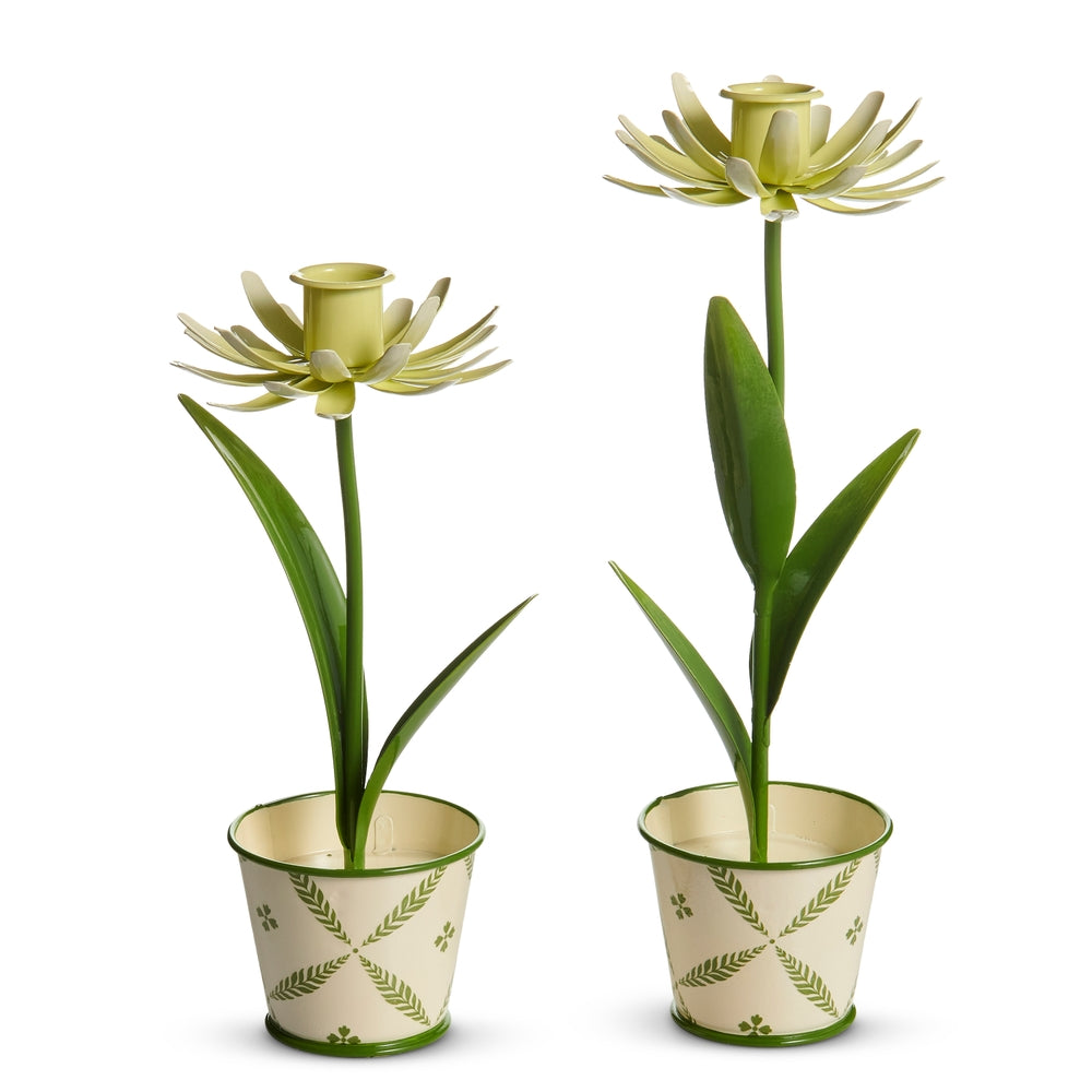 11" Potted Daffodil Candlesticks