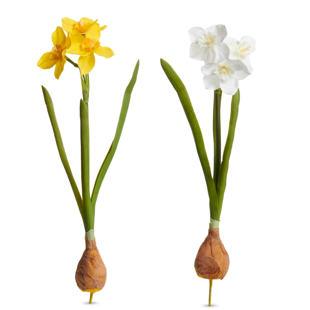 14.5" Narcissus Bulb