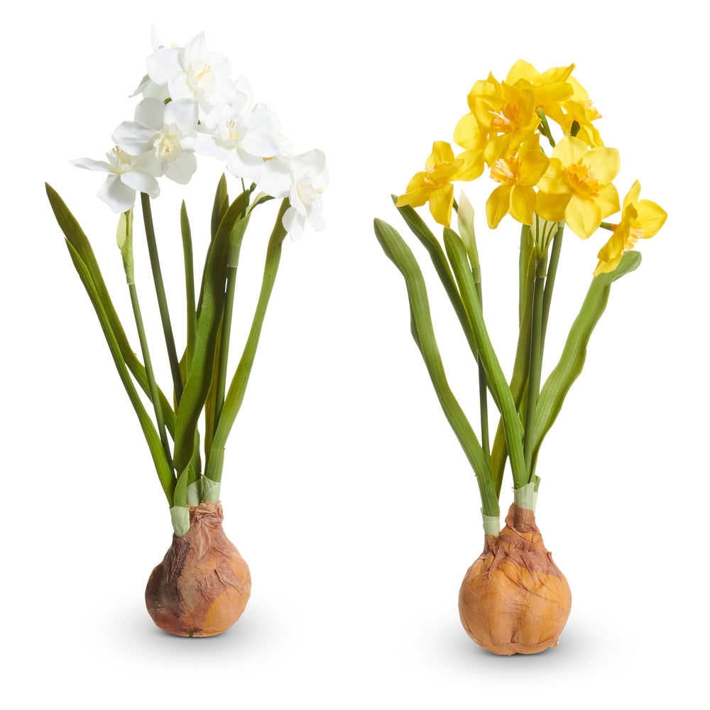 16" Narcissus Bulb