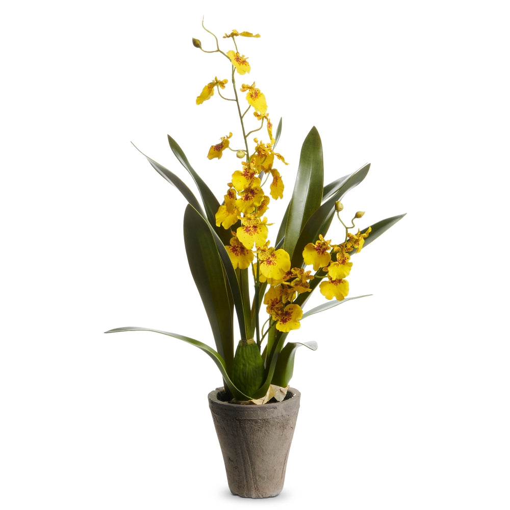 20" Yellow Oncidium Potted Plant
