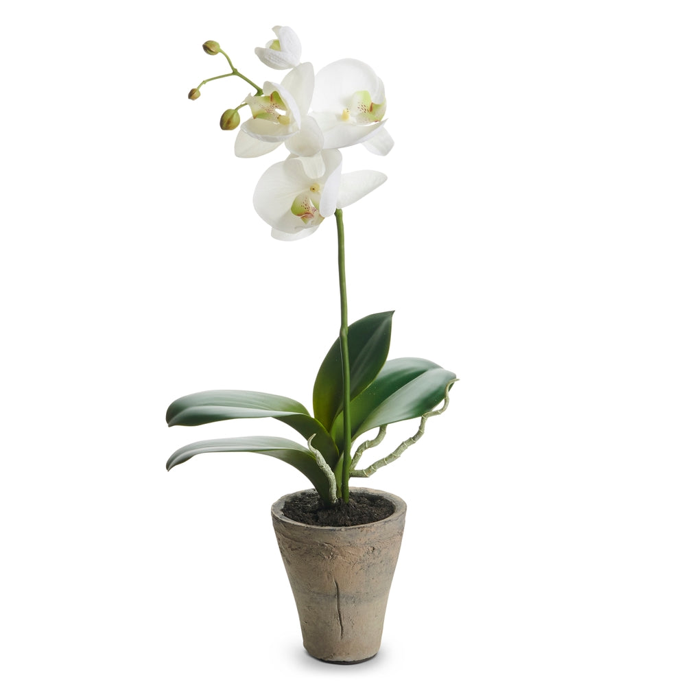 18.5" White Phalaenopsis Potted Plant