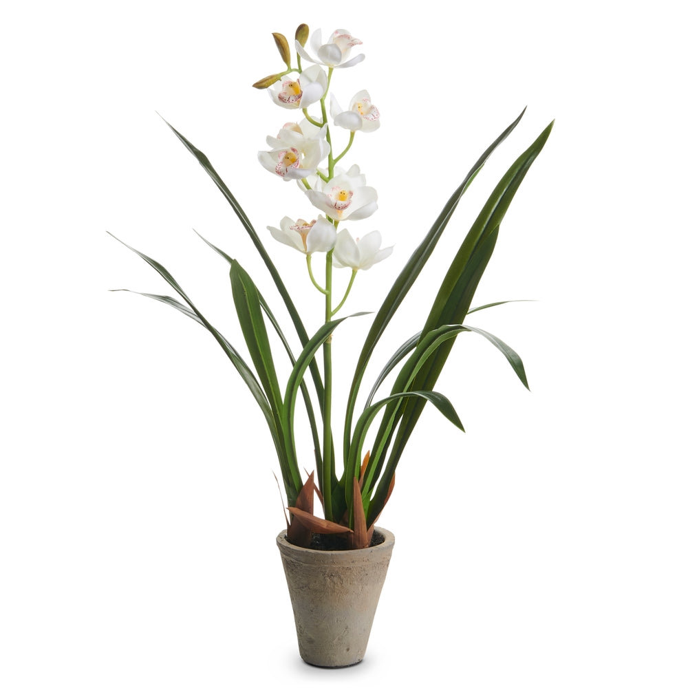 21" White Cymbidium Potted Plant