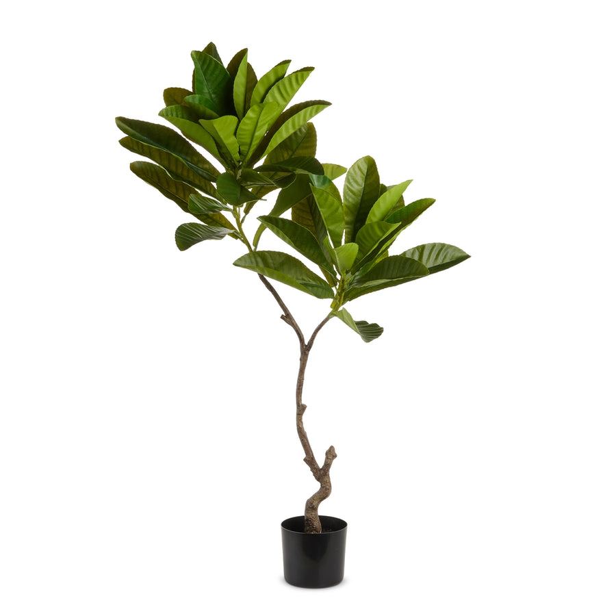 3.5' Potted Fiddle Leaf Tree