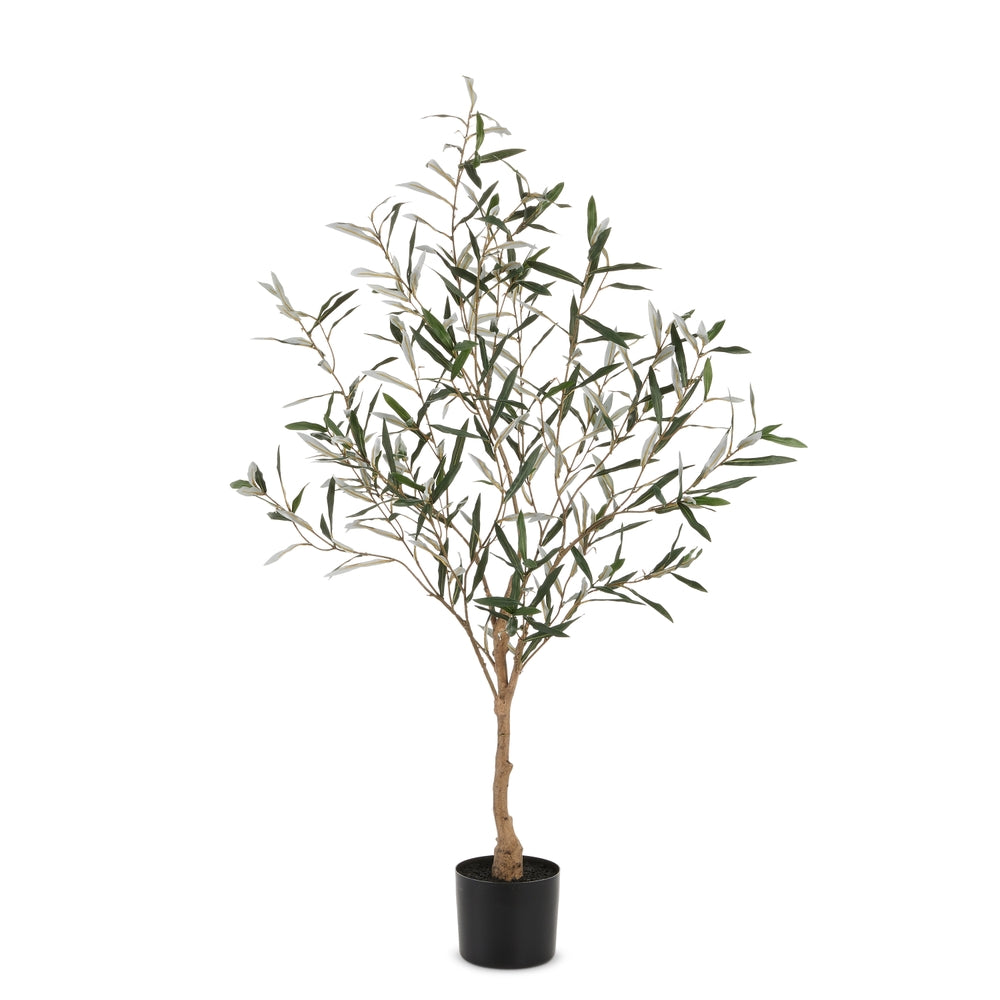 4' Potted Olive Tree