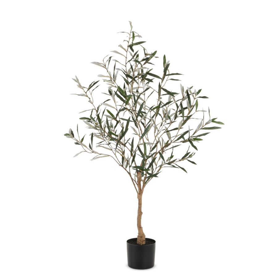 4' Potted Olive Tree