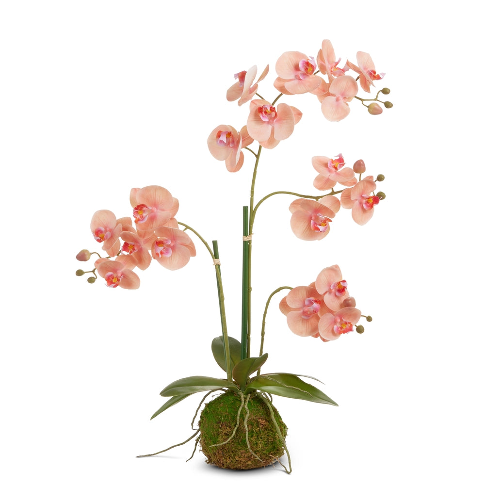 31" Peach Orchid with Moss Bulb