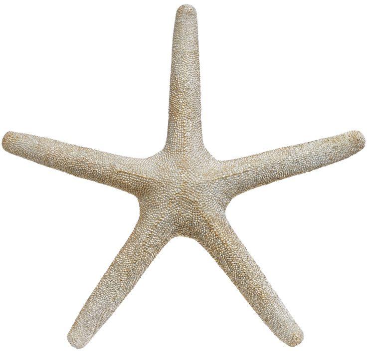 Decorative Star Fish - 20 x 2 Inches
