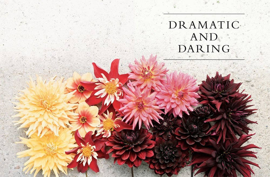 Dahlias: Beautiful Varieties for Home & Garden