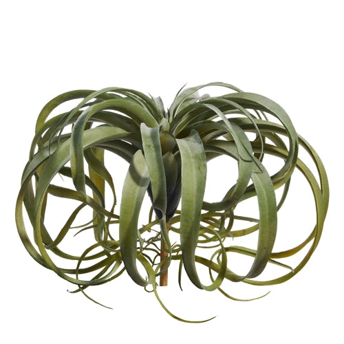 12" Air Plant Bush
