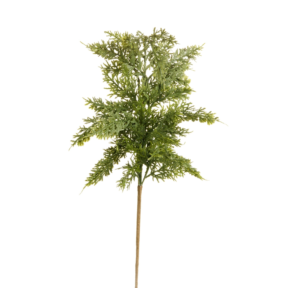 24" Cedar Spray