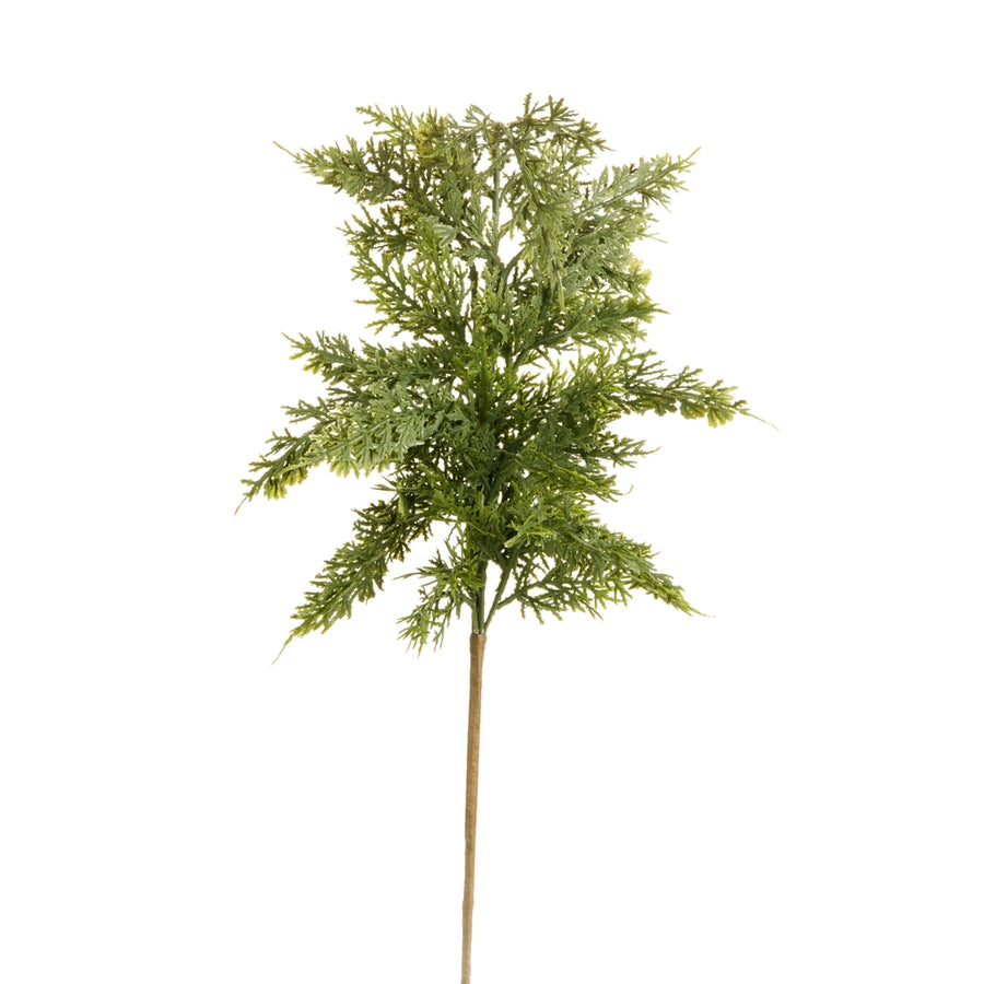 24" Cedar Spray