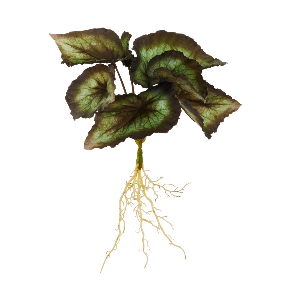 15" Begonia With Roots