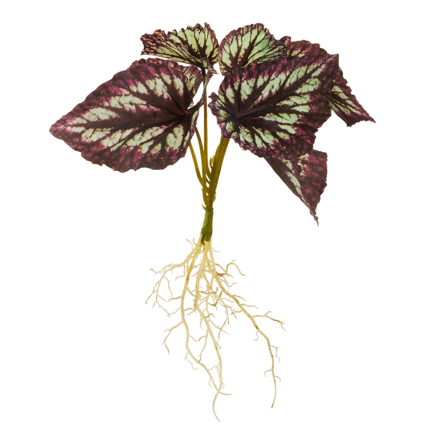 15" Burgundy Begonia With Roots