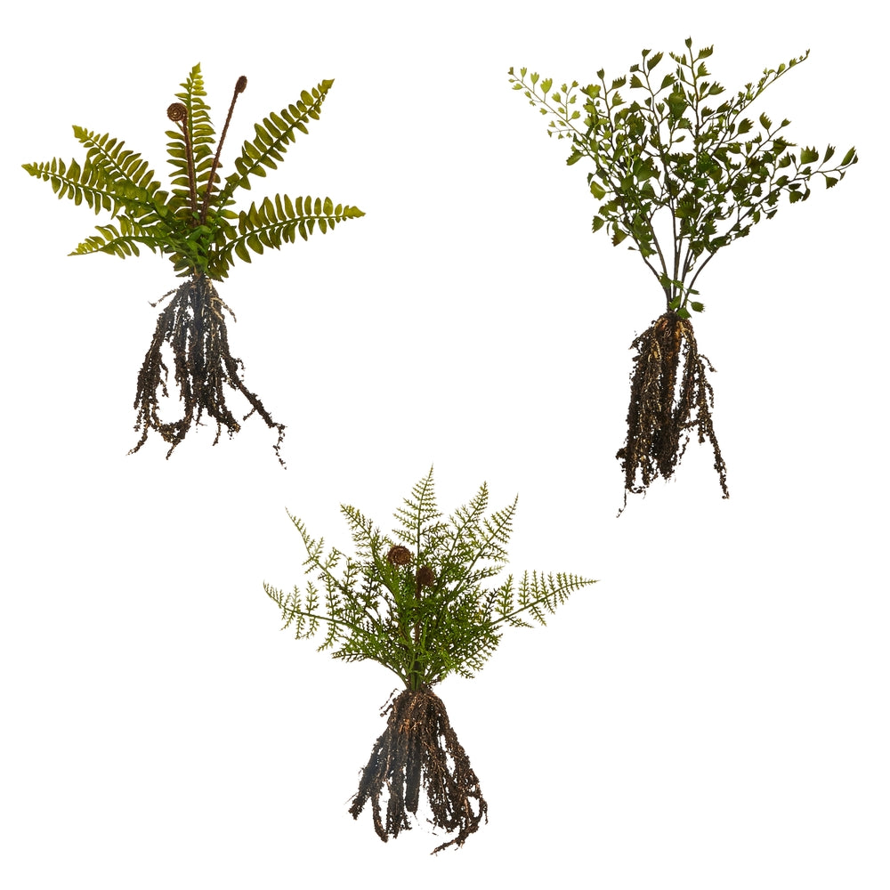 12" Fern Plant With Roots