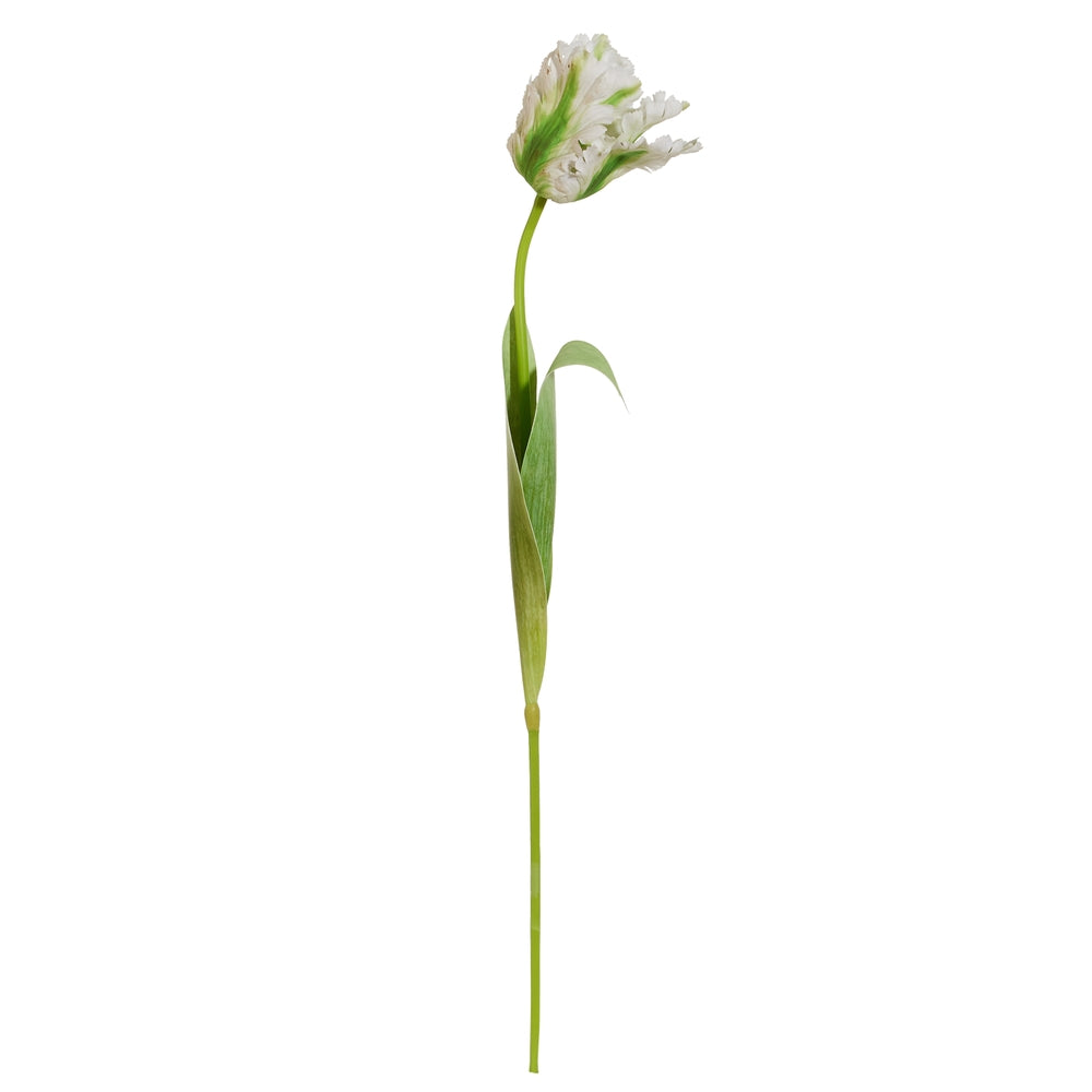27" Real Touch White Parrot Tulip Stem