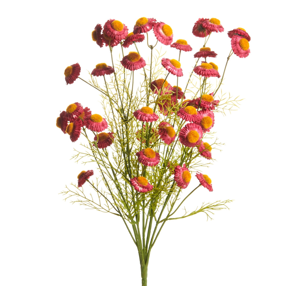 21" Burgundy Chamomile Bush